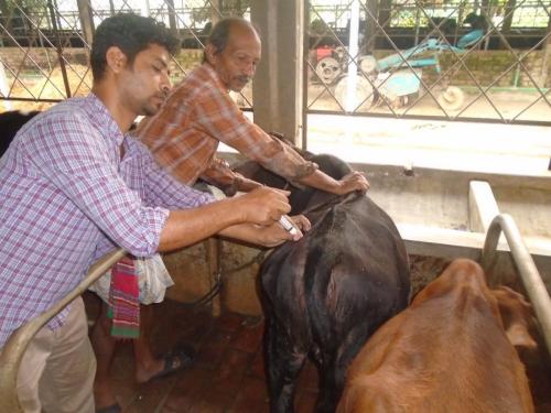 Cattle Vaccination
